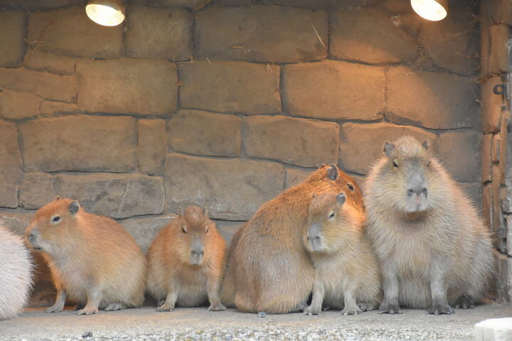 Izu Shaboten Zoo Ticket in Shizuoka - Is the online ticket good value?