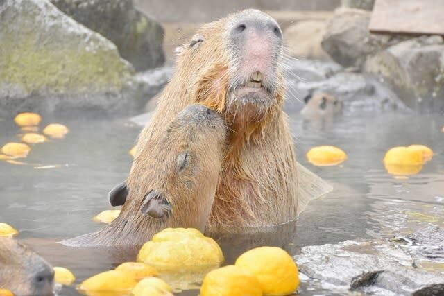 Izu Shaboten Zoo Ticket in Shizuoka - Who will enjoy this visit most