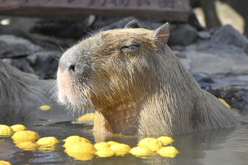 Izu Shaboten Zoo Ticket in Shizuoka - Should you book Izu Shaboten Zoo?