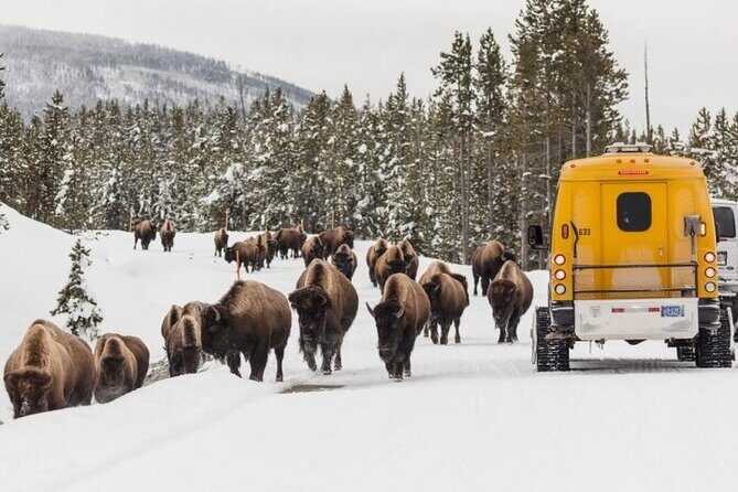 Jackson 4-Day and 3-Night Grand Teton and Yellowstone Winter Tour - Discover Yellowstone and Grand Teton in Winter: An In-Depth Review of the 4-Day, 3-Night Tour