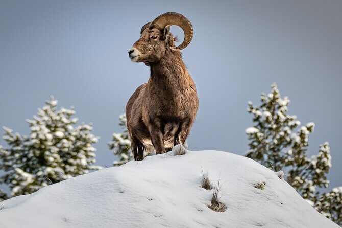 Jackson 4-Day and 3-Night Grand Teton and Yellowstone Winter Tour - Key Points