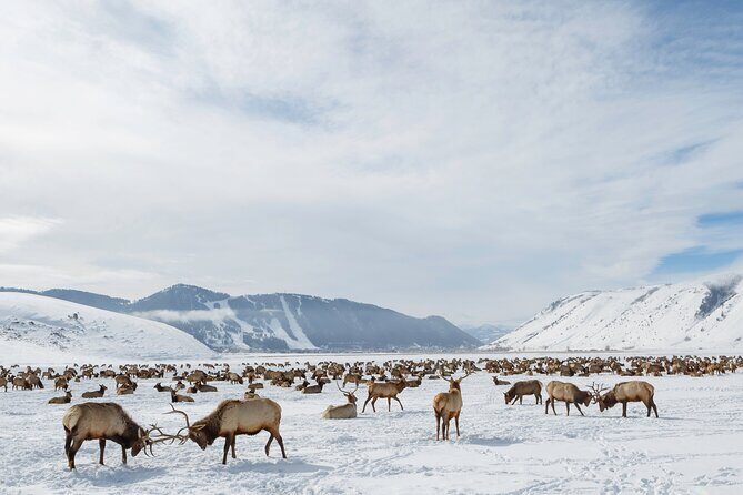 Jackson 4-Day and 3-Night Grand Teton and Yellowstone Winter Tour - Authentic Experiences and Authentic Guides