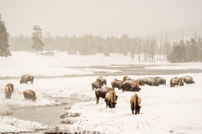 Jackson 4-Day and 3-Night Grand Teton and Yellowstone Winter Tour - Final thoughts