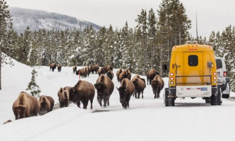 Jackson: 4-Day Grand Teton & Yellowstone Winter Tour - Final Thoughts