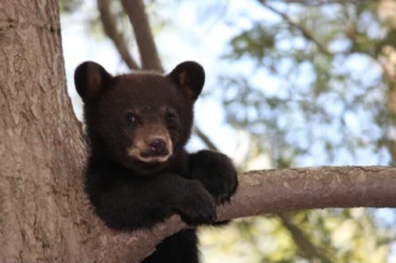Jackson: Grand Teton National Park Guided Wildlife Tour - A Deep Dive into the Wildlife Tour Experience