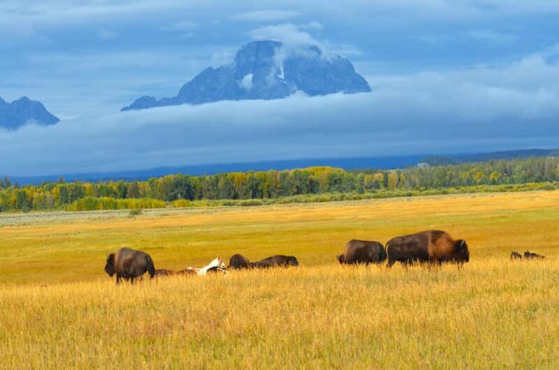 Jackson: Grand Teton National Park - Van Tour - Key Points