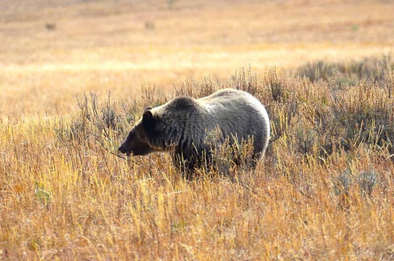 Jackson: Grand Teton National Park - Van Tour - Exploring the Itinerary in Detail