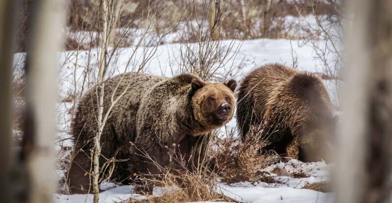 Jackson: Grand Teton Sunrise Safari with Naturalist Guide - Final Thoughts