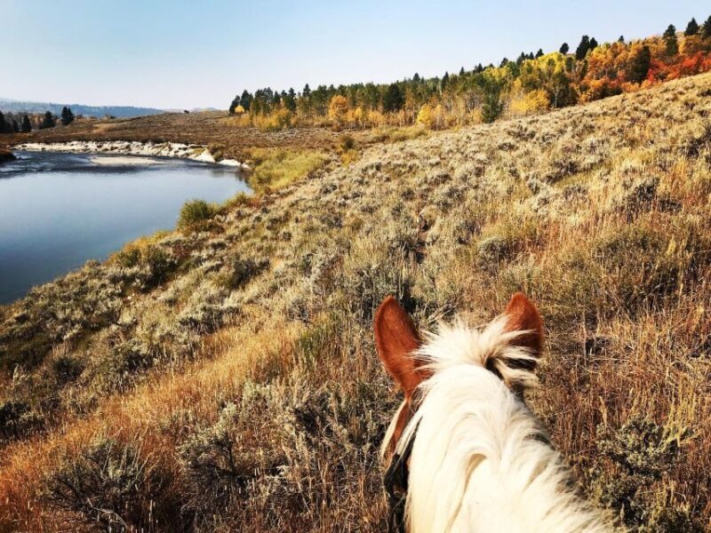 Jackson Hole: Bridger-Teton National Forest Horseback Ride - A Closer Look at the Experience