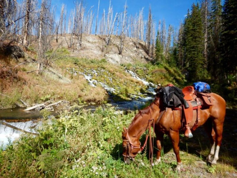 Jackson Hole: Bridger-Teton National Forest Horseback Ride - The Sum Up