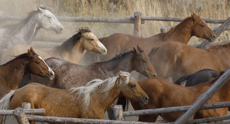 Jackson Hole: Bridger-Teton National Forest Horseback Ride - FAQ