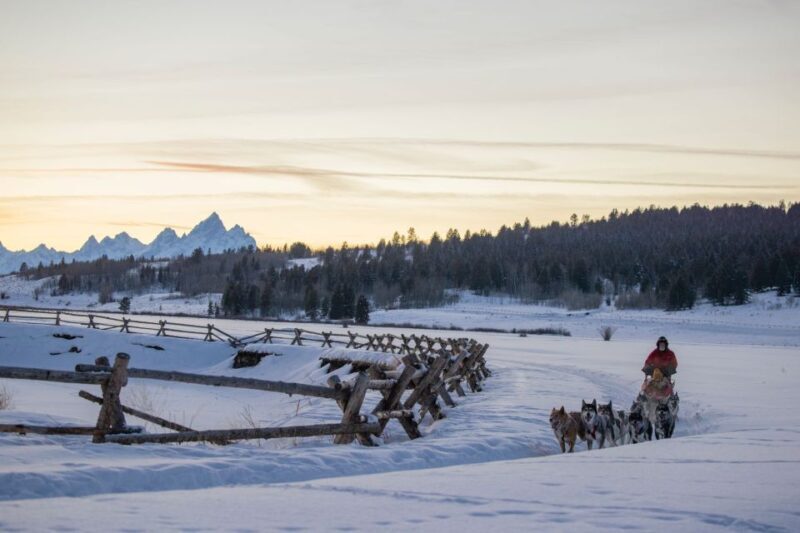 Jackson Hole: Dogsledding Tour with Hot Chocolate - Key Points