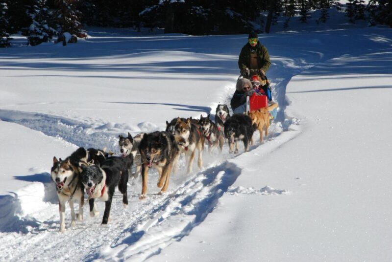 Jackson Hole: Dogsledding Tour with Hot Chocolate - An Authentic Wyoming Adventure