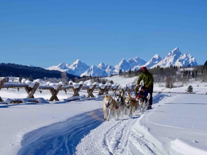 Jackson Hole: Dogsledding Tour with Hot Chocolate - Wildlife and Scenic Highlights