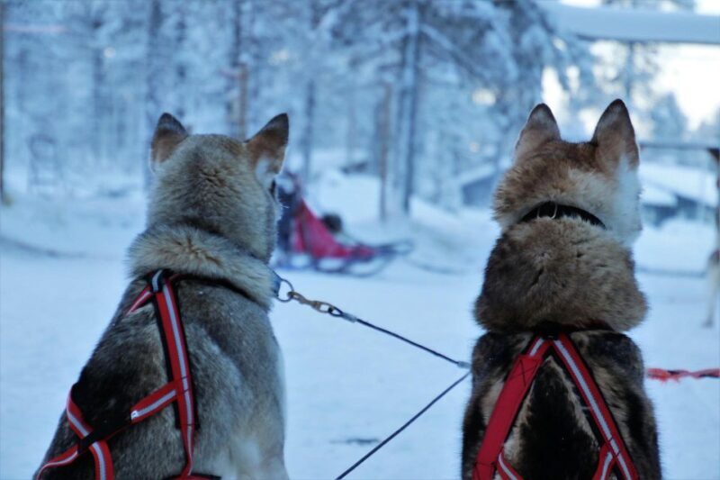 Jackson Hole: Dogsledding Tour with Hot Chocolate - Authentic Reviews and Experiences