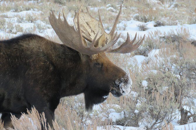 Jackson Hole & Grand Teton Park - Half-Day Wildlife Tour - Morning - In-Depth Itinerary Breakdown