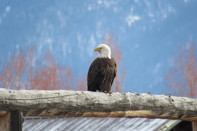 Jackson Hole & Grand Teton Park - Half-Day Wildlife Tour - Morning - Who Should Book This Tour?