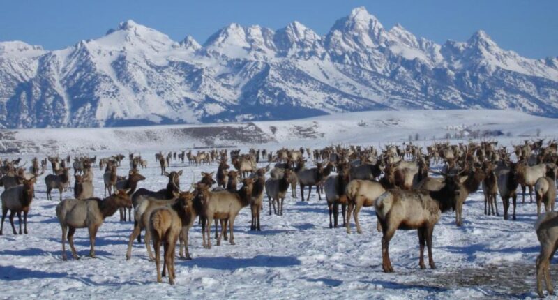 Jackson Hole: National Elk Refuge Sleigh Ride - Key Points