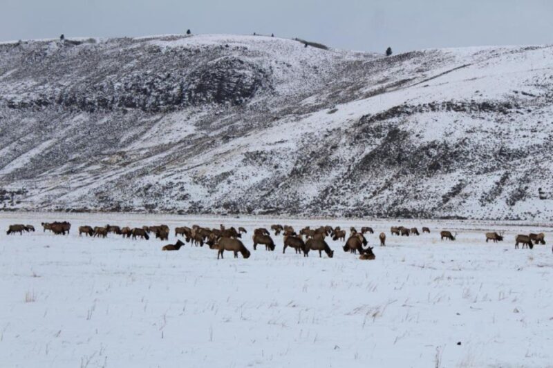 Jackson Hole: National Elk Refuge Sleigh Ride - An In-Depth Look at the Jackson Hole Elk Refuge Sleigh Ride