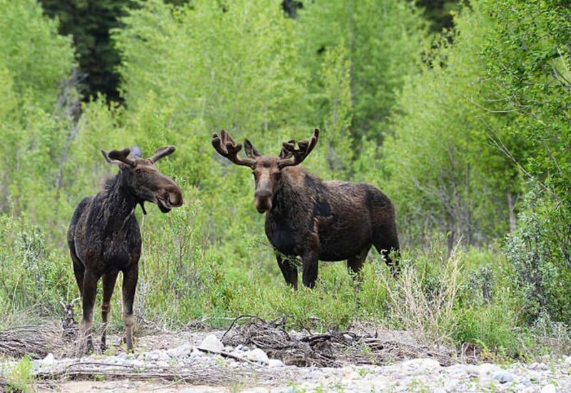 Jackson Hole: Snake River Scenic Float Tour with Chairs - FAQ