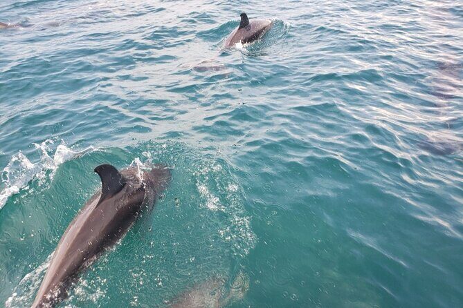 Jacksonville Private Boat Tour Daytime or Sunset, up to 6 people - Key Points