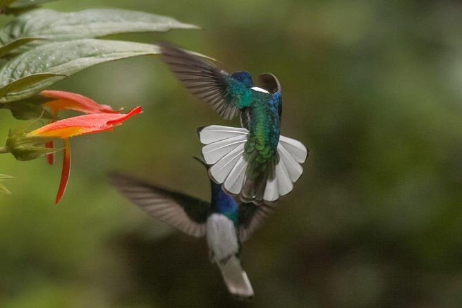 Jaco Birdwatching and Photography with Sergio - Key Points