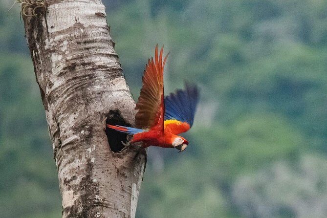 Jaco Birdwatching and Photography with Sergio - A Closer Look at the Jaco Birdwatching and Photography Tour