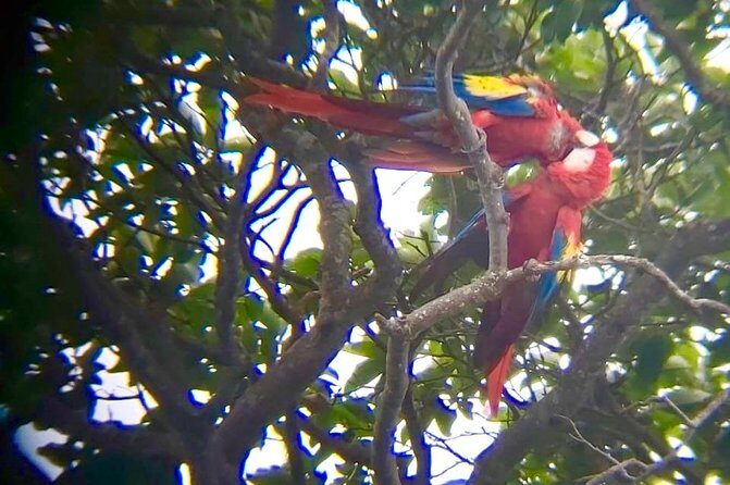 Jaco Highlights Tour - Why This Tour Works Well