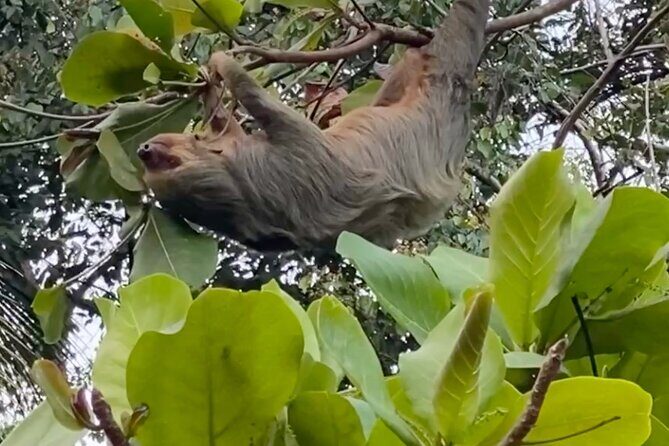 Jaco Horseback Riding Adventure Tours - A Close Look at the Jaco Horseback Riding Experience