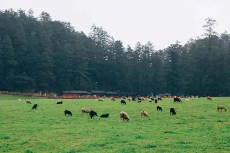 Jade Dragon Snow Mountain, Dongba Valley, Impression Lijiang - Practical Details and Travel Tips