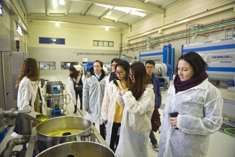 Jaén: Olive Mill Tour and Olive Oil Tasting Experience - A Deep Dive into the Olive Oil Tour Experience
