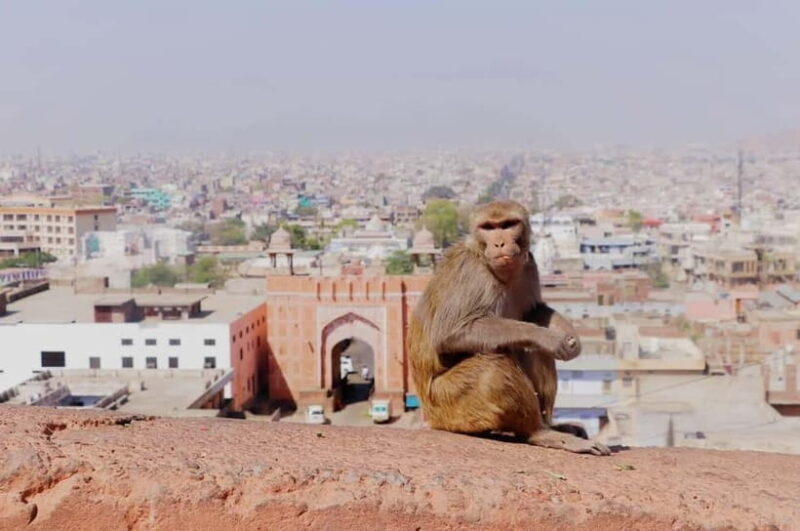 Jaipur: Abhaneri Stepwell & Village Life Experience - FAQ