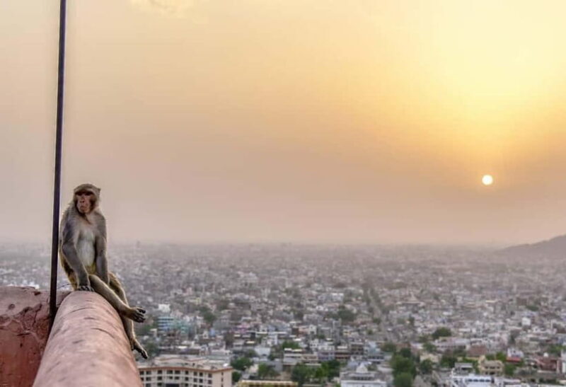 Jaipur: City Tour including Amber Fort and Monkey Temple - Exploring Jaipur’s Heritage and Culture