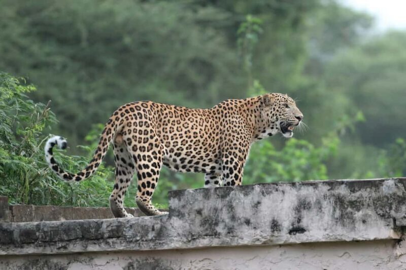 Jaipur: Discover the Hidden Leopards of Jhalana - Key Points