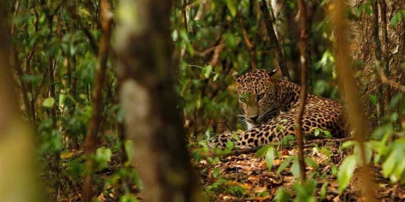 Jaipur: Discover the Hidden Leopards of Jhalana - A Detailed Look at the Safari Experience