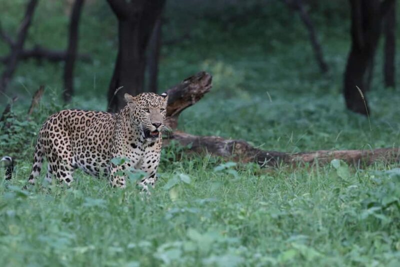 Jaipur: Discover the Hidden Leopards of Jhalana - Final Thoughts