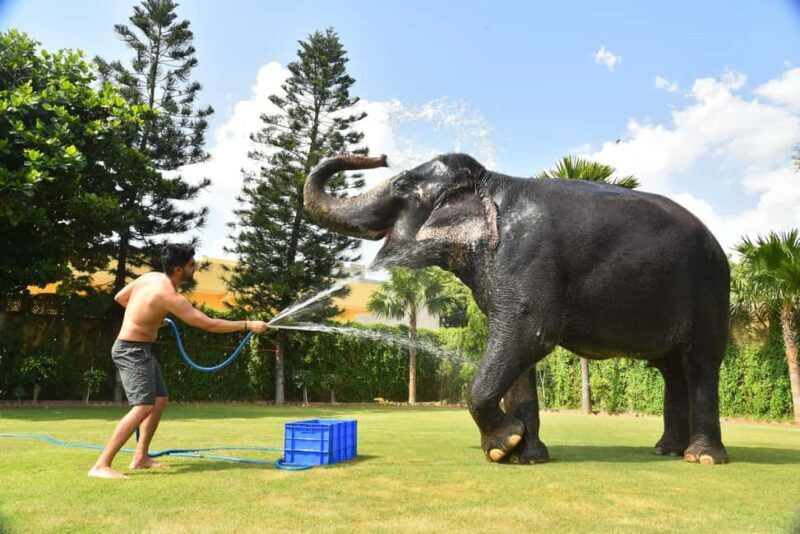 Jaipur Elephant Experience: Bond, Connect, and Learn - What Makes This Experience Special