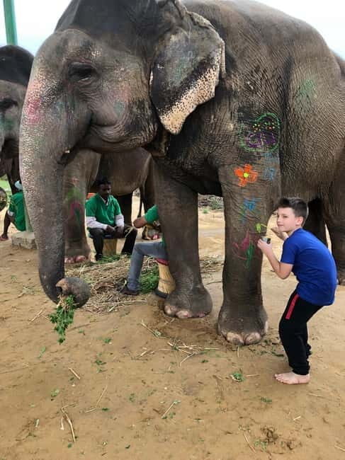 Jaipur: Elephant Interaction Tour - Who Will Love This Tour?