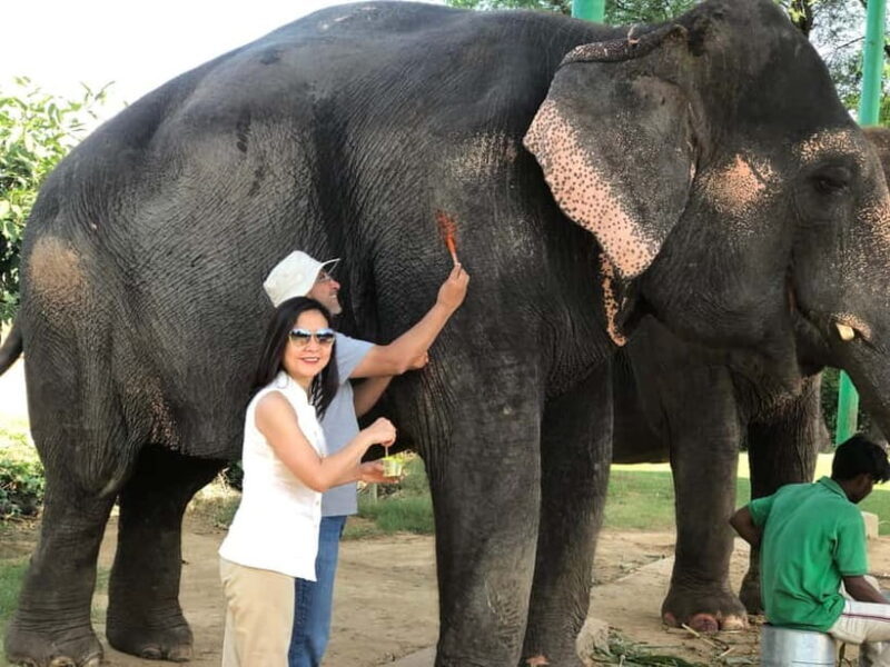 Jaipur: Elephant Interaction Tour - FAQ