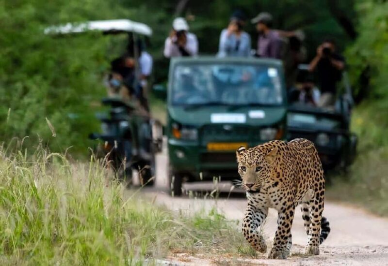 Jaipur: Half-Day Jhalana Leopard Safari with Guide - An In-Depth Look at the Jhalana Leopard Safari Experience