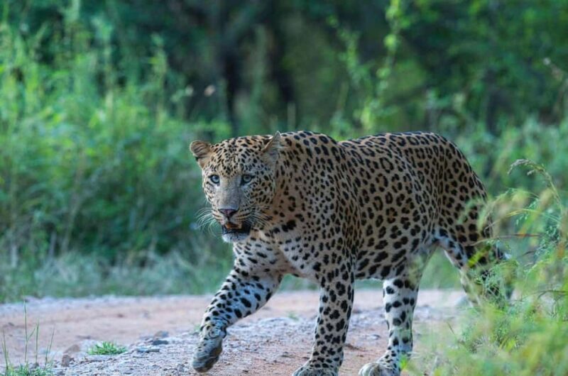 Jaipur: Half-Day Jhalana Leopard Safari with Guide - Final Thoughts