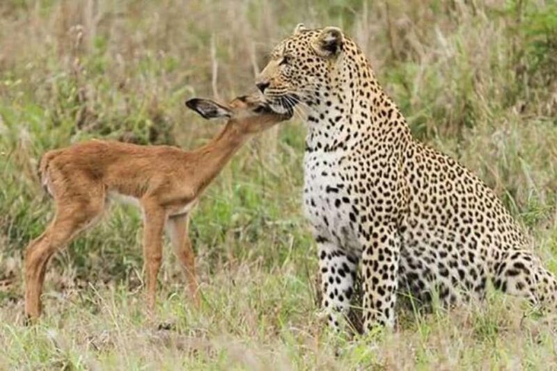 Jaipur: Half Day Leopard Safari and Guided City Tour - FAQ