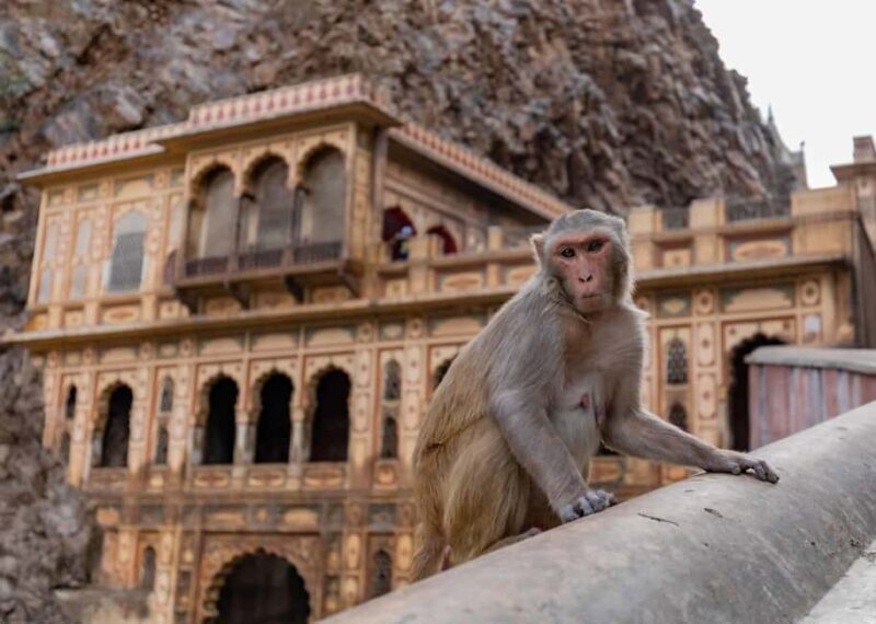 Jaipur: Heritage Forts & Palaces Tour with Monkey Temple - Key Points