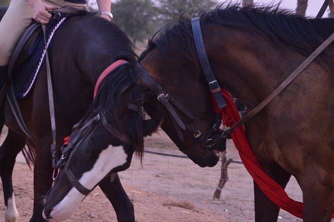 Jaipur Horse Riding Adventure - An Introduction to the Experience