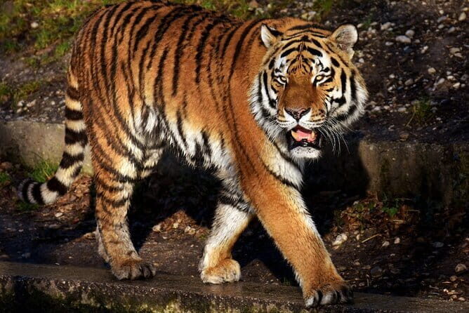 Jaipur Instagram Tour of Photogenic Spots - Jal Mahal: The Water Palace in the Lake
