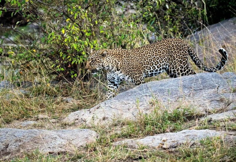 Jaipur: Jhalana Amagarh Leopard Safari Park Guided Tour - Key Points