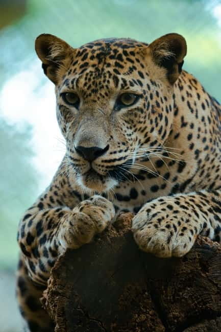 Jaipur: Jhalana Amagarh Leopard Safari Park Guided Tour - An Honest Look at the Safari Experience