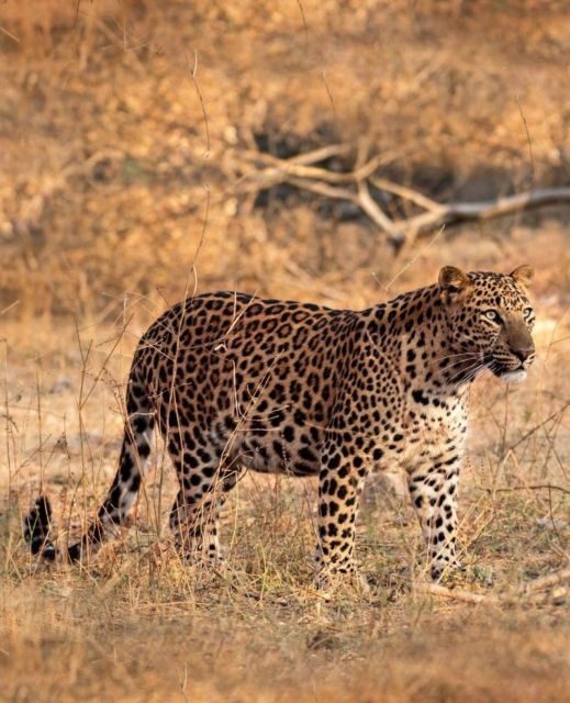 Jaipur: Jhalana/Amagarh leopard safari private tour - Convenient Transport and Early Planning