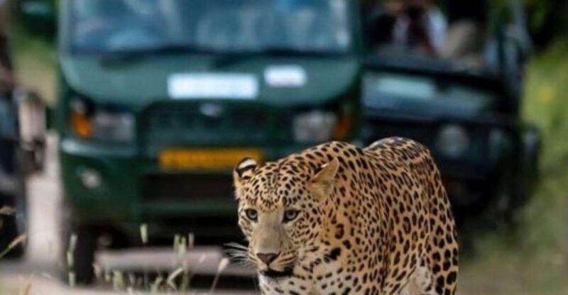 Jaipur: Jhalana/Amagarh leopard safari private tour - Arriving at the Park: Off-Road Adventure