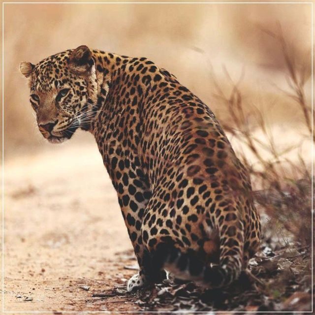 Jaipur: Jhalana/Amagarh leopard safari private tour - The Challenge of Overcrowding and Guide Quality